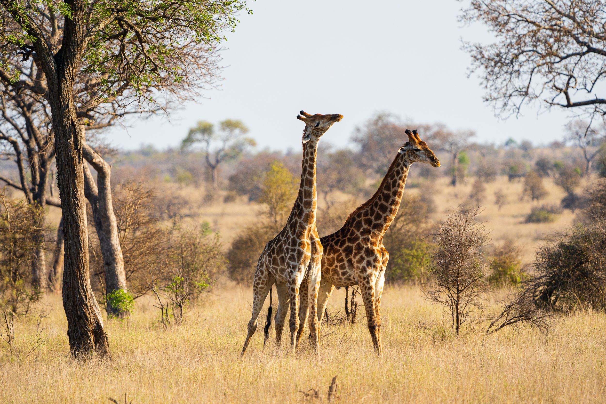 20231004 070009 Fotobuch Südafrika 04565